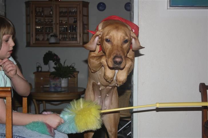 Blanding af racer Molly billede 18