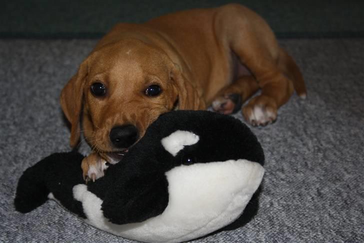 Blanding af racer Molly billede 19