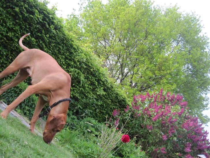 Blanding af racer Molly billede 20