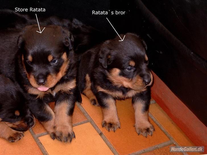 Rottweiler Ratata billede 18