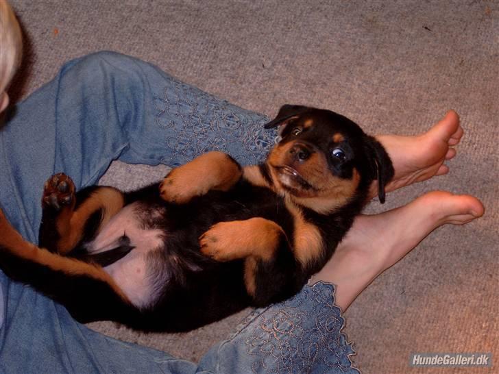 Rottweiler Ratata billede 19