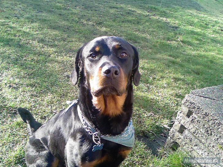 Rottweiler Ratata billede 20