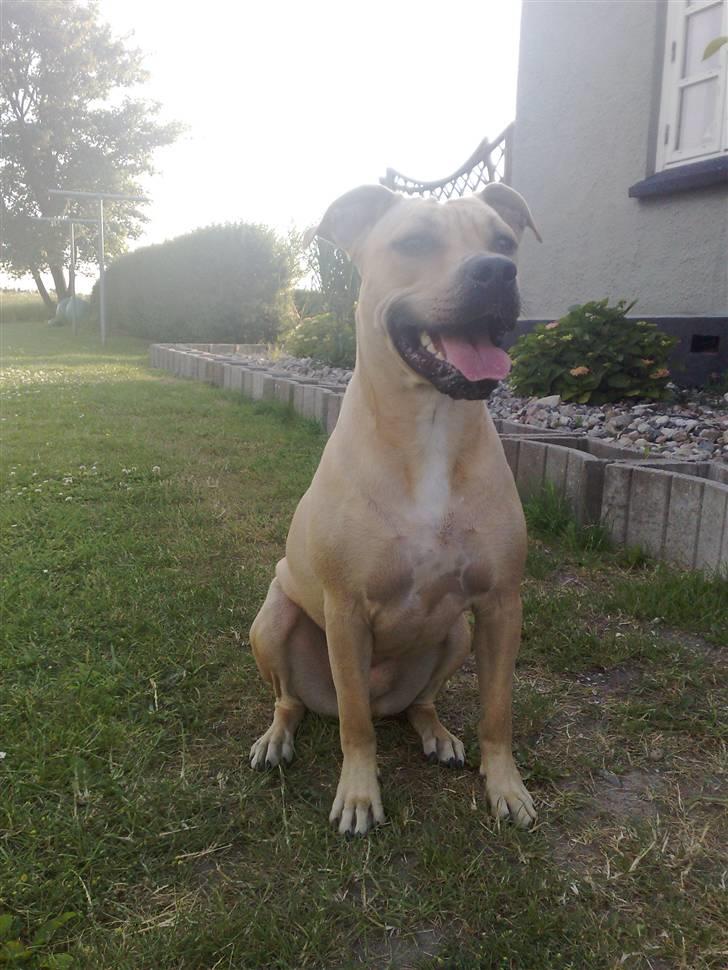 Amerikansk staffordshire terrier SOLLy billede 1