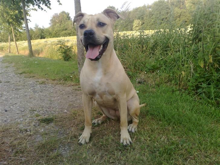 Amerikansk staffordshire terrier SOLLy billede 3