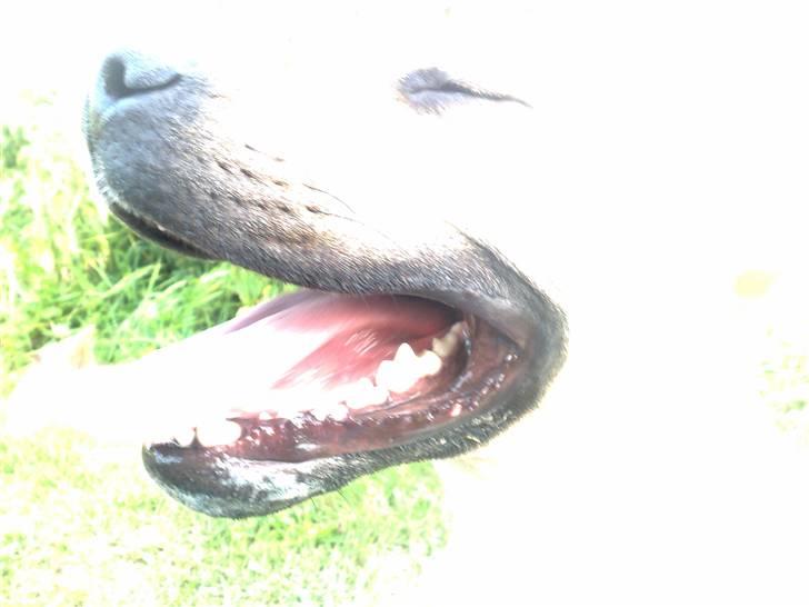 Amerikansk staffordshire terrier SOLLy billede 4