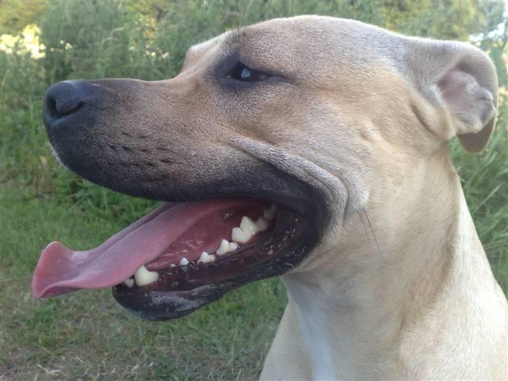 Amerikansk staffordshire terrier SOLLy billede 5