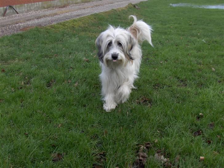 Blanding af racer Silke - Velkommen til min profil billede 1