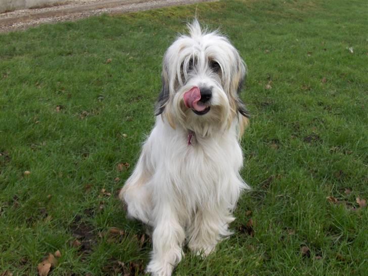 Blanding af racer Silke billede 2