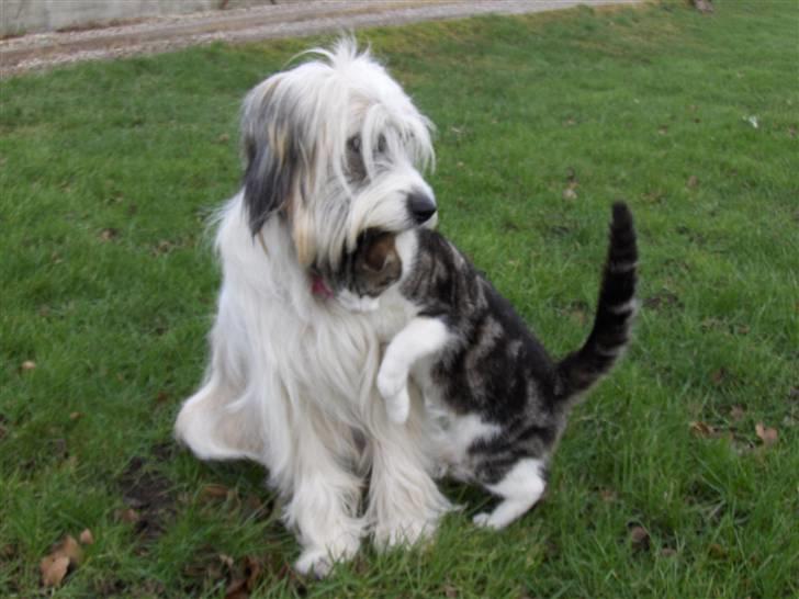 Blanding af racer Silke - katten kan godt lide Silke :) billede 3