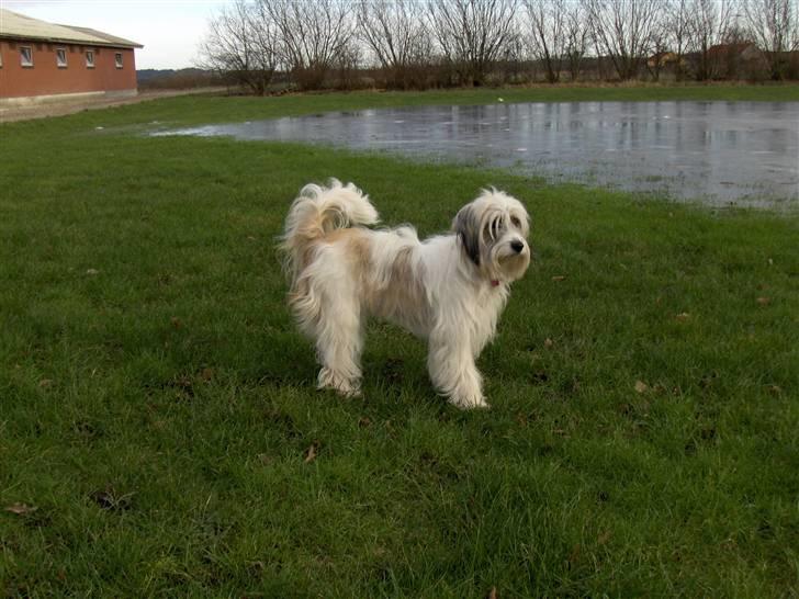 Blanding af racer Silke billede 4