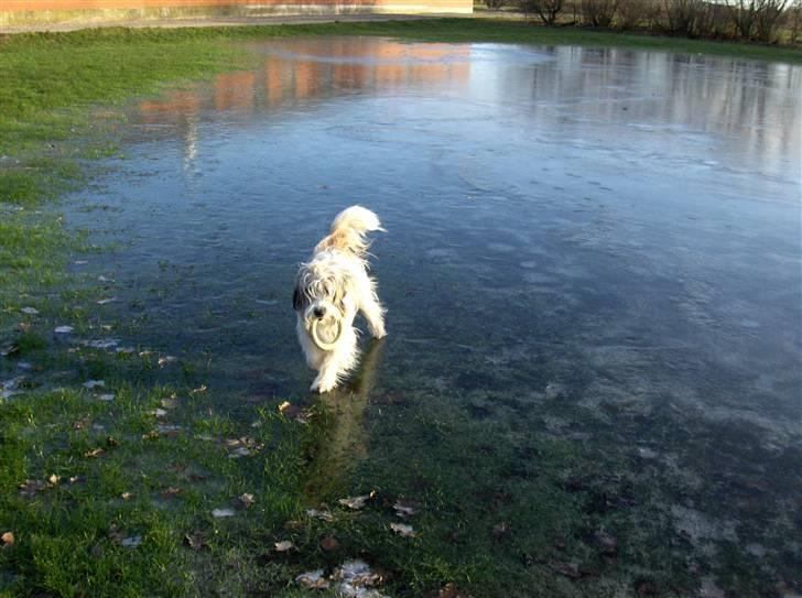 Blanding af racer Silke billede 5