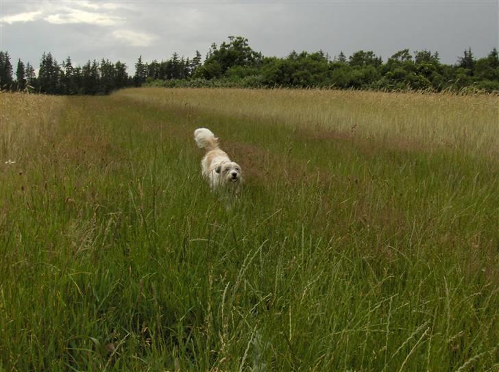 Blanding af racer Silke billede 6