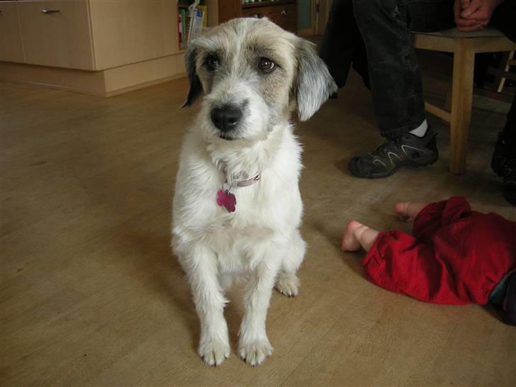 Blanding af racer Silke - Silke med sin nye frisure billede 7