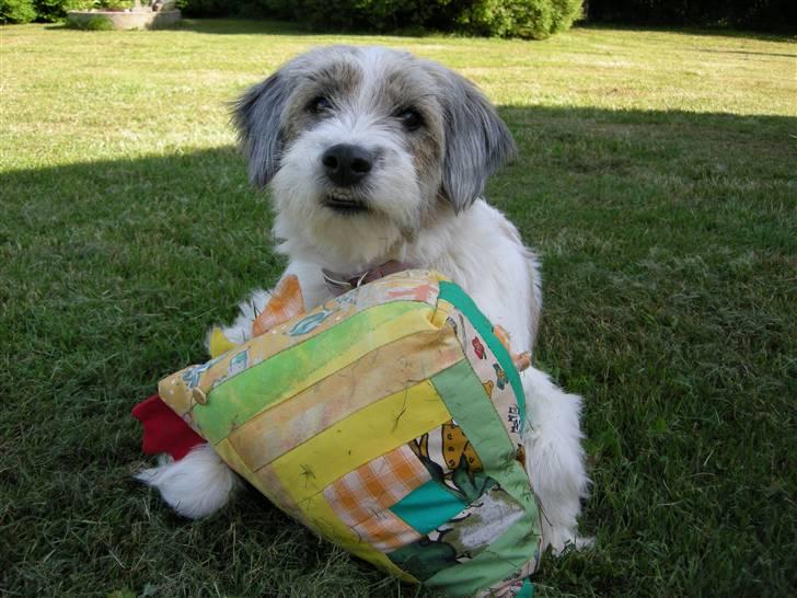 Blanding af racer Silke - Silke med sin høne pøne billede 8