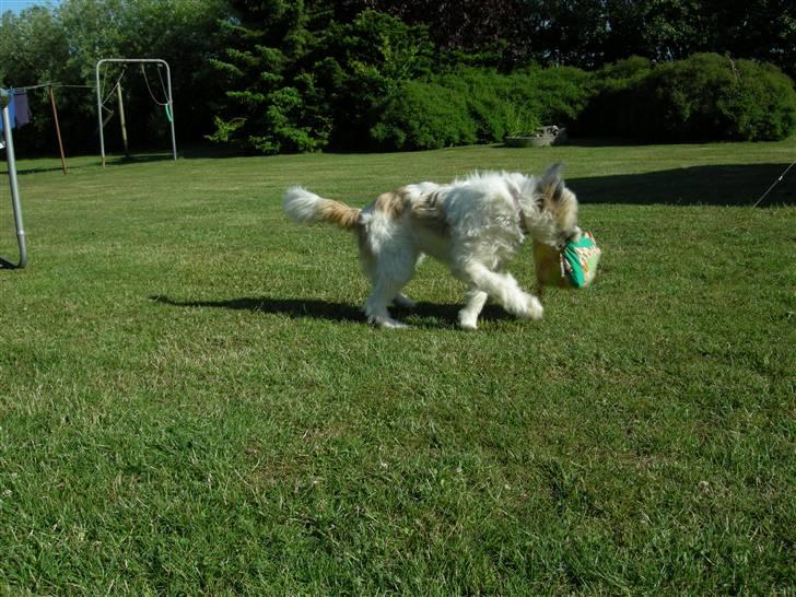 Blanding af racer Silke billede 9