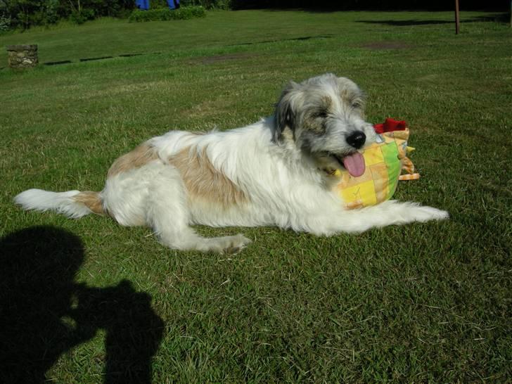 Blanding af racer Silke - puh det er hårdt at lege med Høne Pøne billede 10