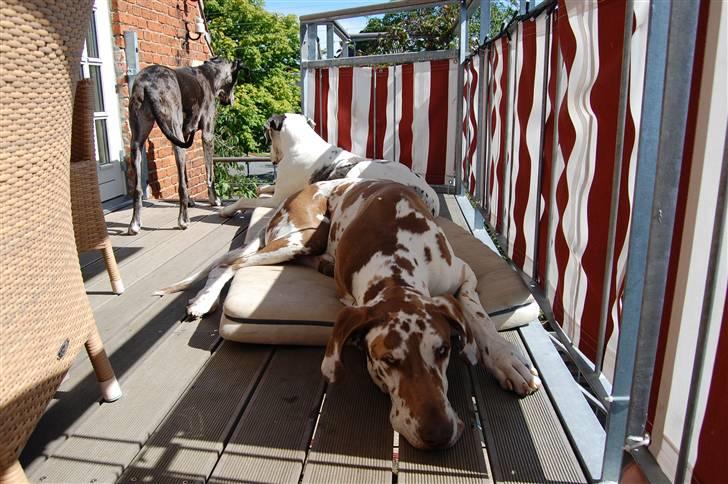 Grand danois Victor Himmelhund :-( (marts 2014) billede 9