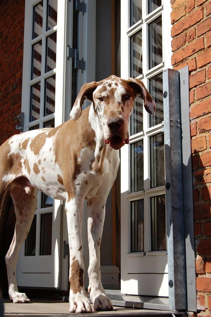 Grand danois Victor Himmelhund :-( (marts 2014) billede 10