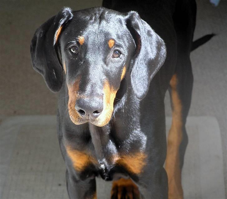 Dobermann Jessie Vitalux*R.I.P* billede 1