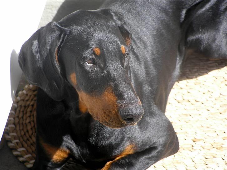 Dobermann Jessie Vitalux*R.I.P* billede 2