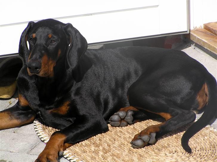 Dobermann Jessie Vitalux*R.I.P* billede 3