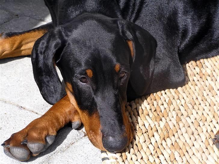 Dobermann Jessie Vitalux*R.I.P* billede 4