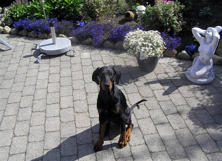 Dobermann Jessie Vitalux*R.I.P* billede 5