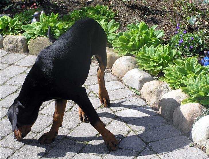 Dobermann Jessie Vitalux*R.I.P* billede 7