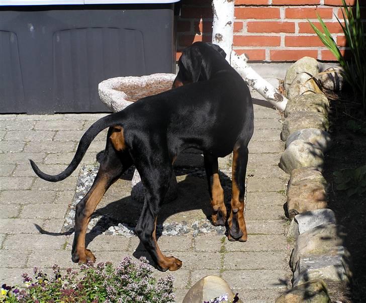 Dobermann Jessie Vitalux*R.I.P* billede 8