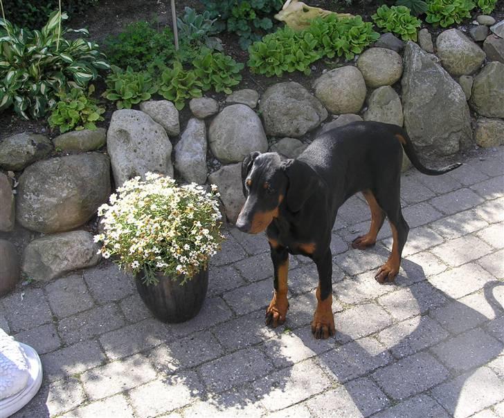 Dobermann Jessie Vitalux*R.I.P* billede 9