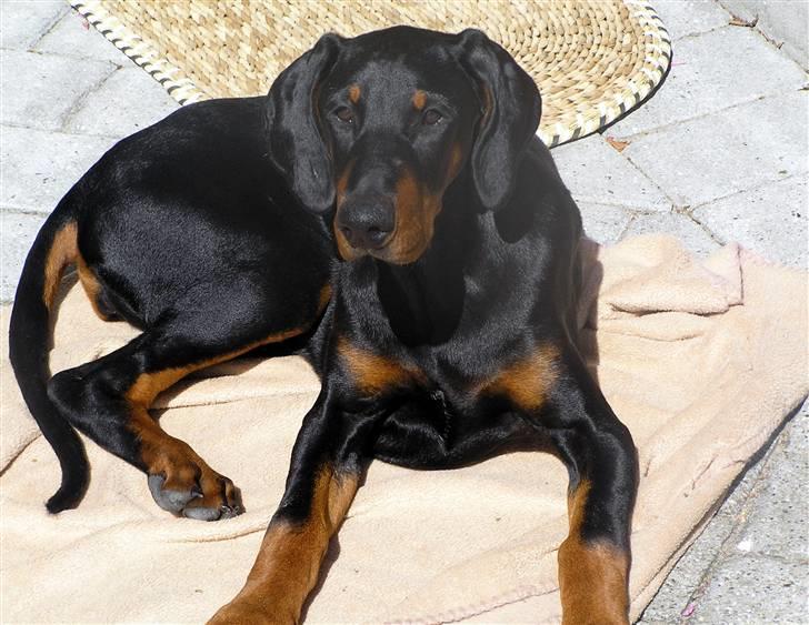 Dobermann Jessie Vitalux*R.I.P* billede 10