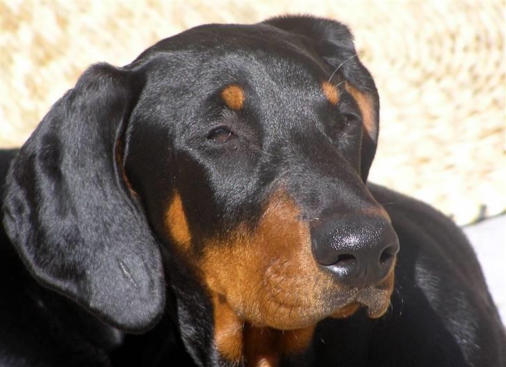 Dobermann Jessie Vitalux*R.I.P* billede 11