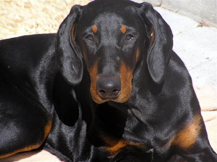 Dobermann Jessie Vitalux*R.I.P* billede 12