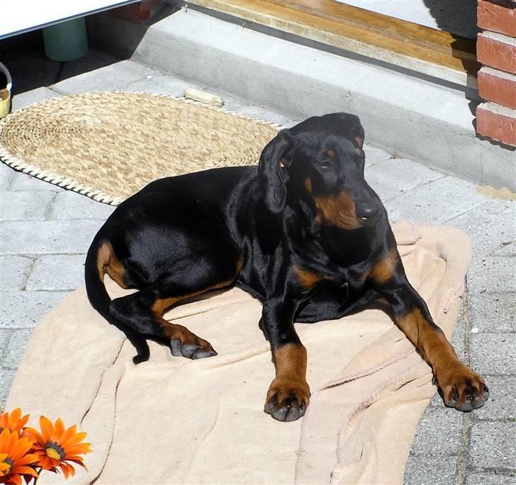 Dobermann Jessie Vitalux*R.I.P* billede 13