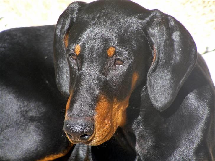 Dobermann Jessie Vitalux*R.I.P* billede 14