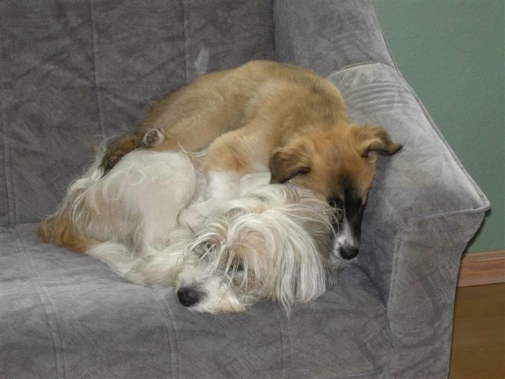 Blanding af racer Silke - Ren hygge og tryghed billede 11