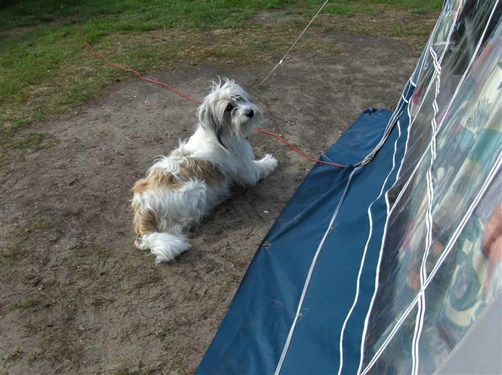 Blanding af racer Silke - Silke elsker at være på camping billede 12