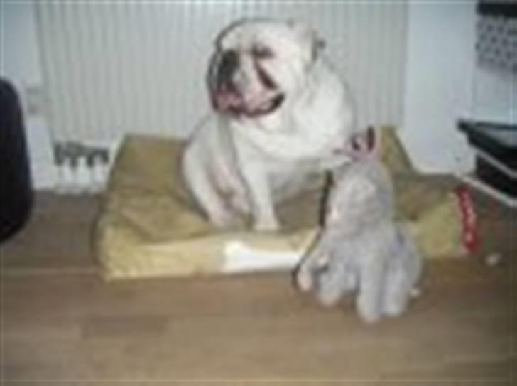 Engelsk bulldog Frank *R.i.p* billede 8