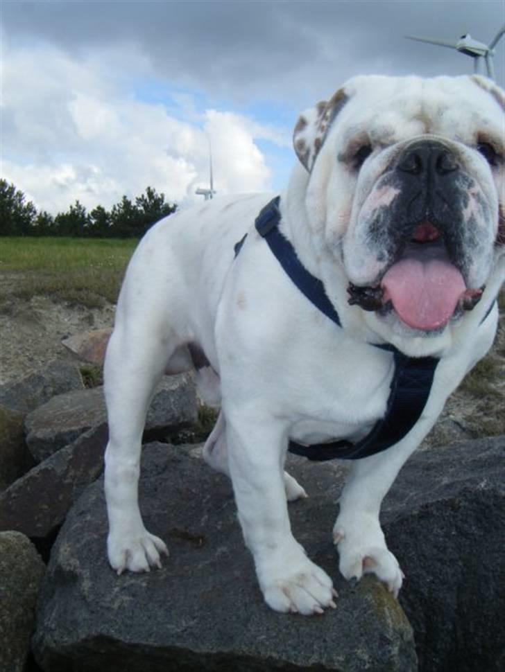 Engelsk bulldog Frank *R.i.p* billede 9