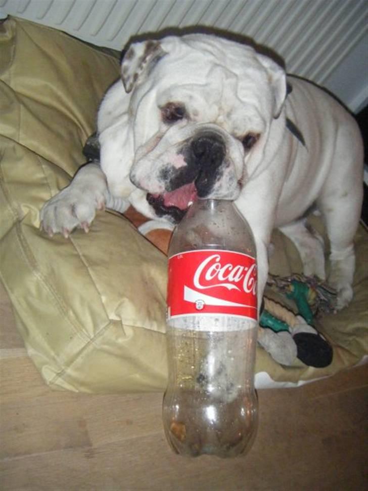 Engelsk bulldog Frank *R.i.p* billede 10