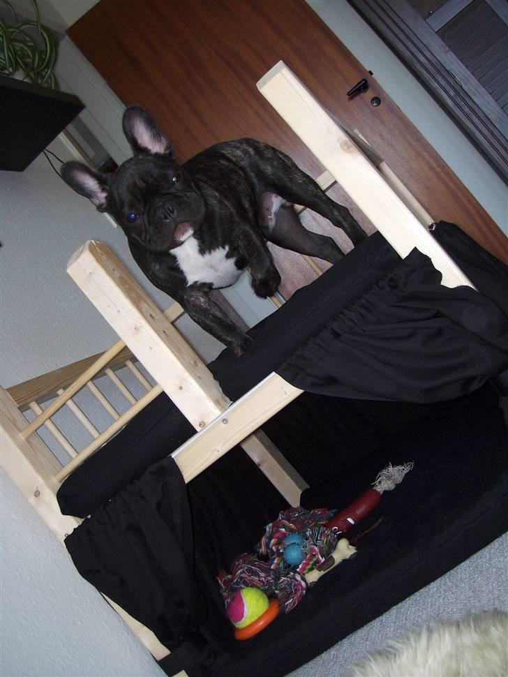 Fransk bulldog Spike Bouledogue Français - PAS på nu kommer jeg efter jer :) billede 17