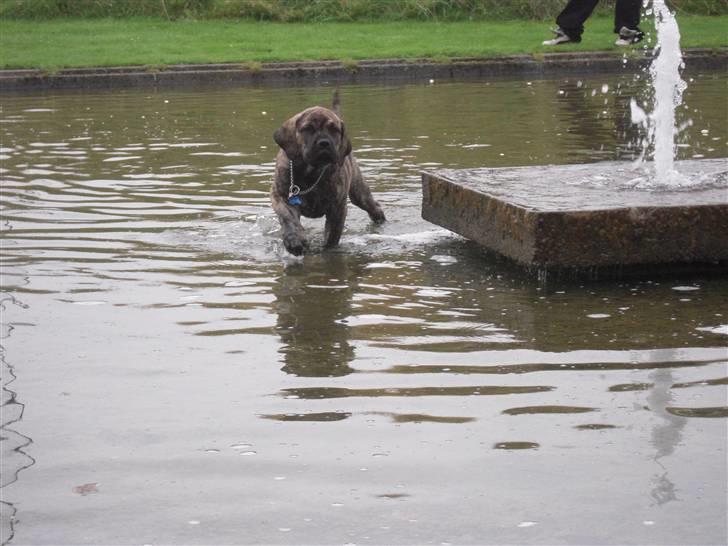 Boerboel Kelzo billede 13