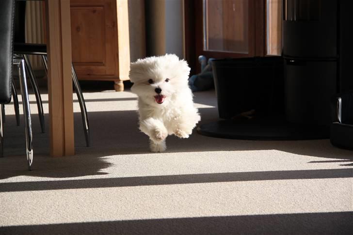 Coton de tulear NORNOKI  - Som jeg kender ham bedst - i FULD FART :D Foto: BECK februar 2011 billede 1