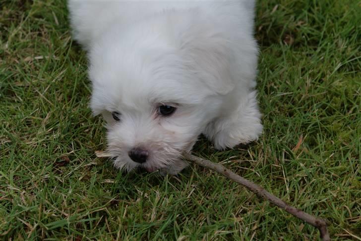Coton de tulear NORNOKI  - Nornoki der gumler lidt på en pind :D 8-9 uger her Foto: BECK  billede 2