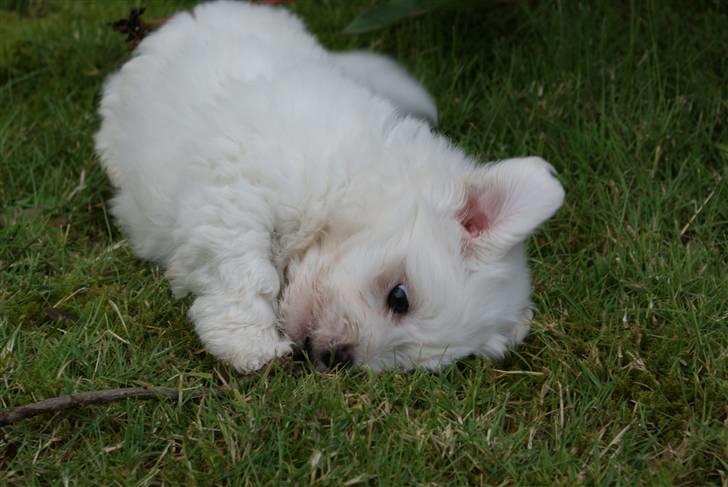 Coton de tulear NORNOKI  - Nornoki ligger på græsplænen (: 8-9 uger her Foto: BECK billede 3