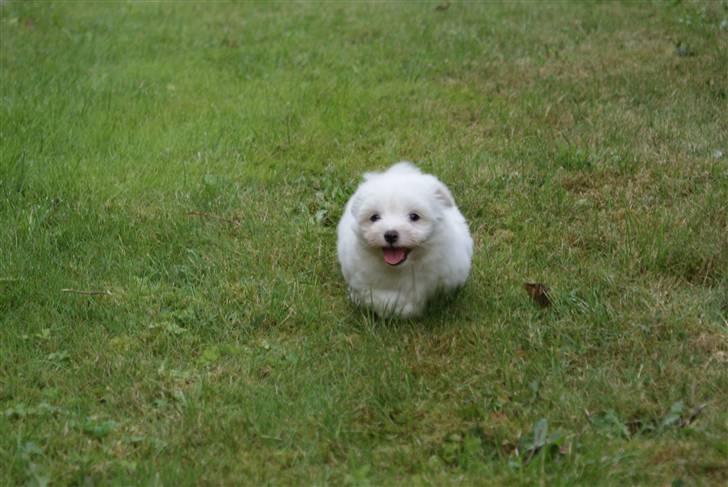 Coton de tulear NORNOKI  - LØB NOKI, LØB xD 8-9 uger her Foto: BECK billede 4