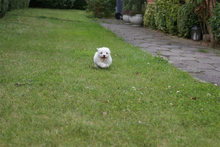 Coton de tulear NORNOKI  - Med flyveøre og tungen ud af halsen :D 8-9 uger her Foto: BECK billede 5