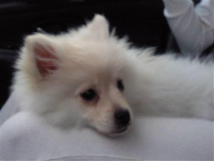 Pomeranian Laika billede 1