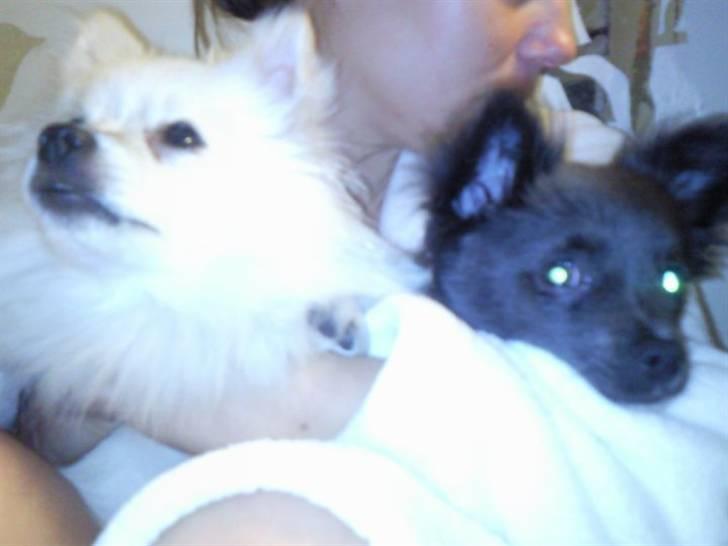 Pomeranian Laika billede 2