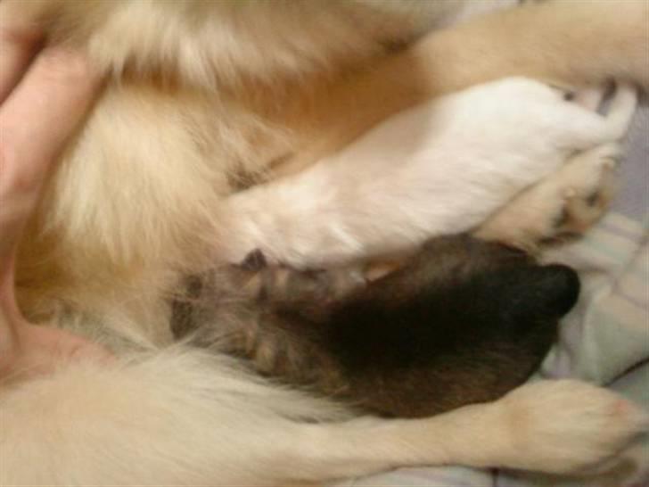 Pomeranian Laika - i lørdags hvor mig og min søster blev født billede 3